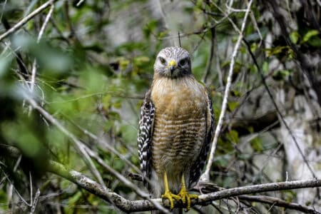 How to Tell a Hawk from a Falcon While Hiking