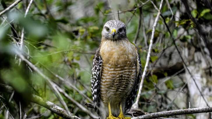 How to Tell a Hawk from a Falcon While Hiking