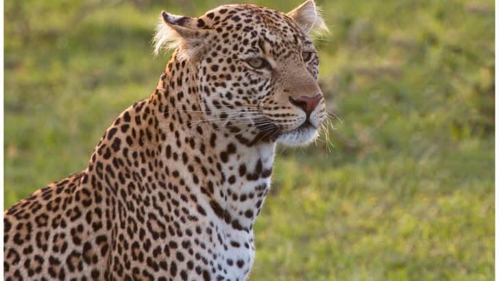 What Happens If You Lock Eyes With a Wild Leopard?