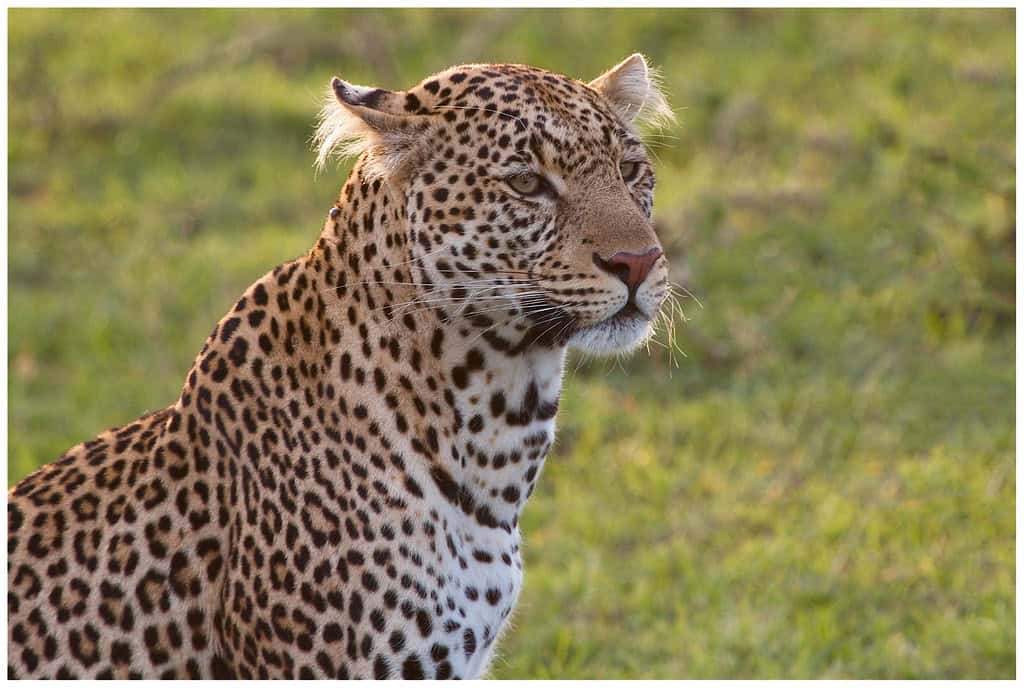 Leopard