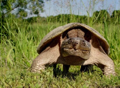 The Comeback of the Ancient Snapper: How Texas Turtles Outsmarted Extinction