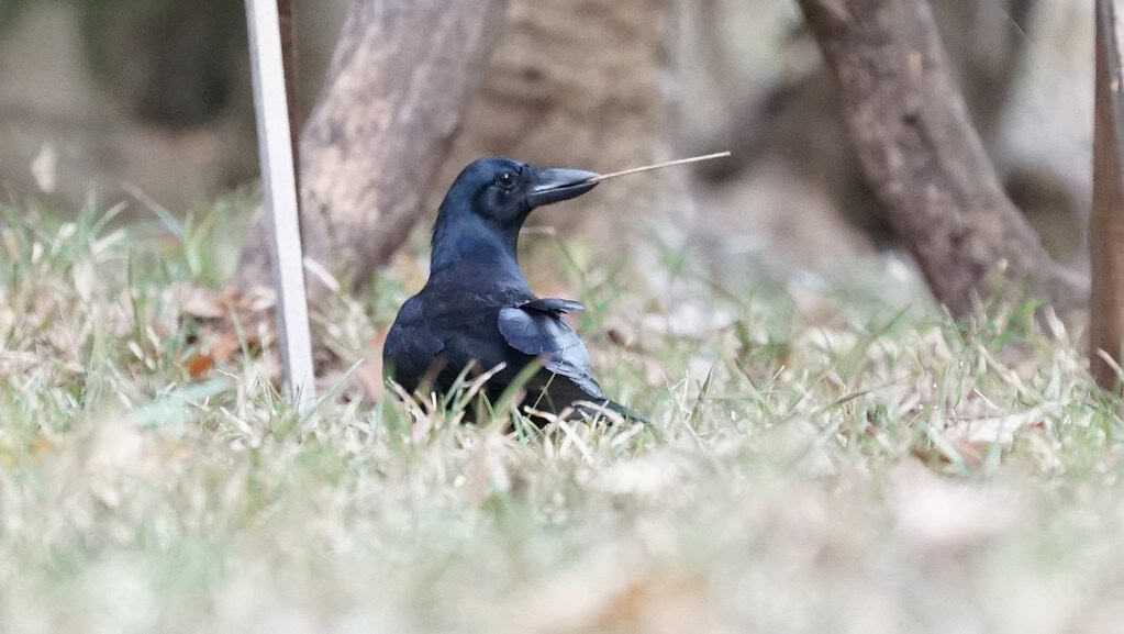 New Caledonian crow