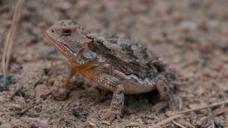 The Reptile That Shoots Ink