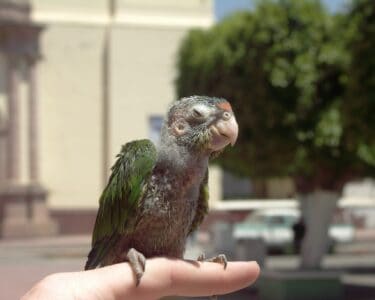 The Struggles Facing Wild Parrots Today