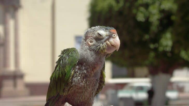 The Struggles Facing Wild Parrots Today