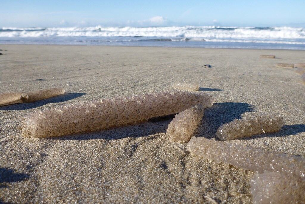 Pyrosomes