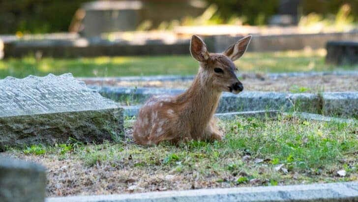 Wildlife Graduation: How Young Animals Gain Independence