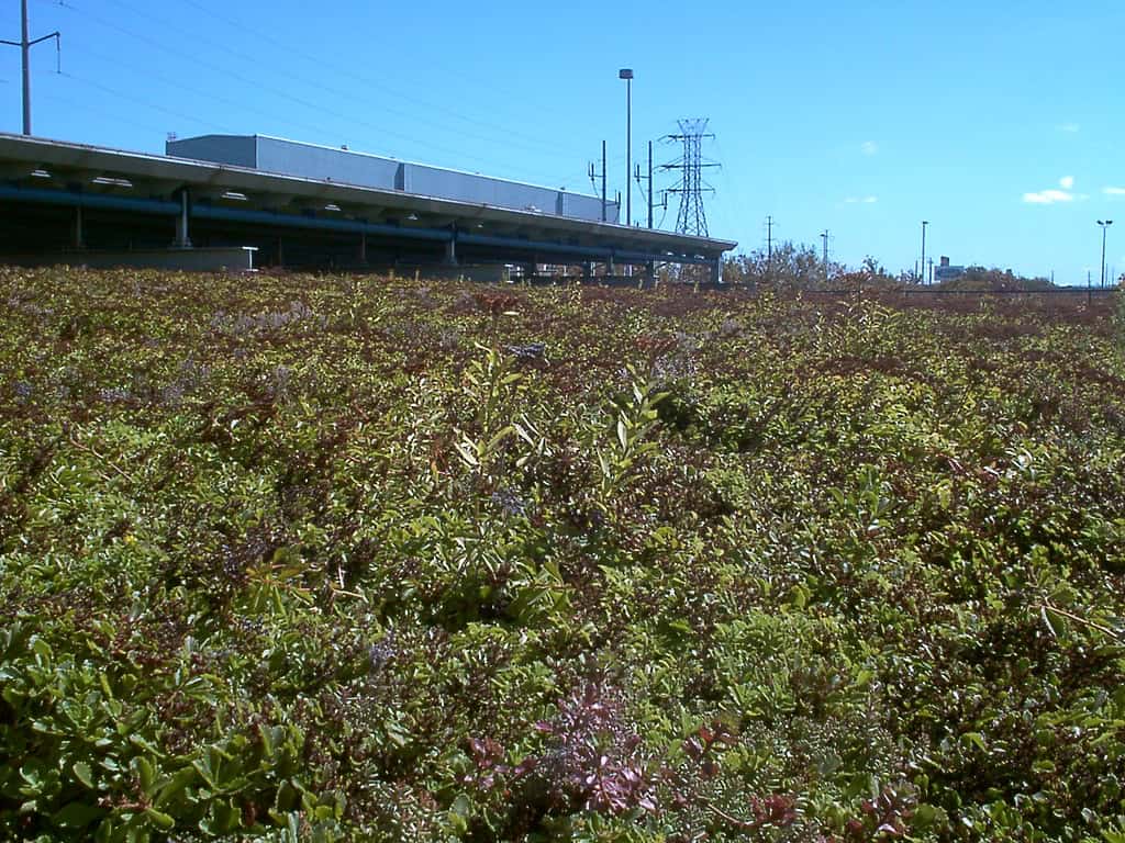 Wildlife Meadow
