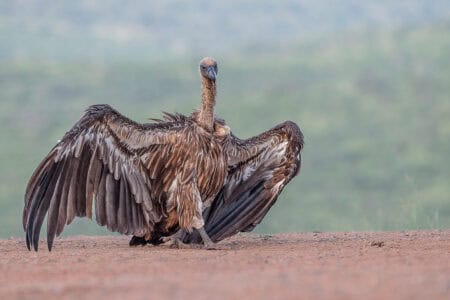 Why Vultures Are the Unsung Heroes of the Ecosystem