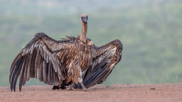 Why Vultures Are the Unsung Heroes of the Ecosystem