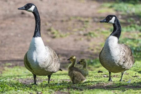 The Truth About Animal Monogamy: It’s Rarer Than You Think