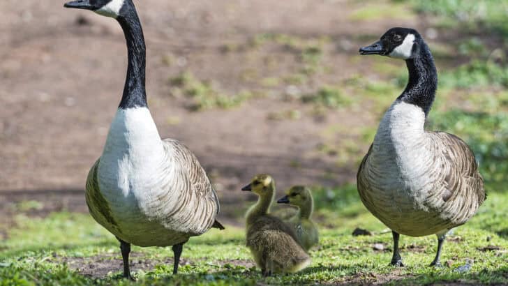 The Truth About Animal Monogamy: It’s Rarer Than You Think