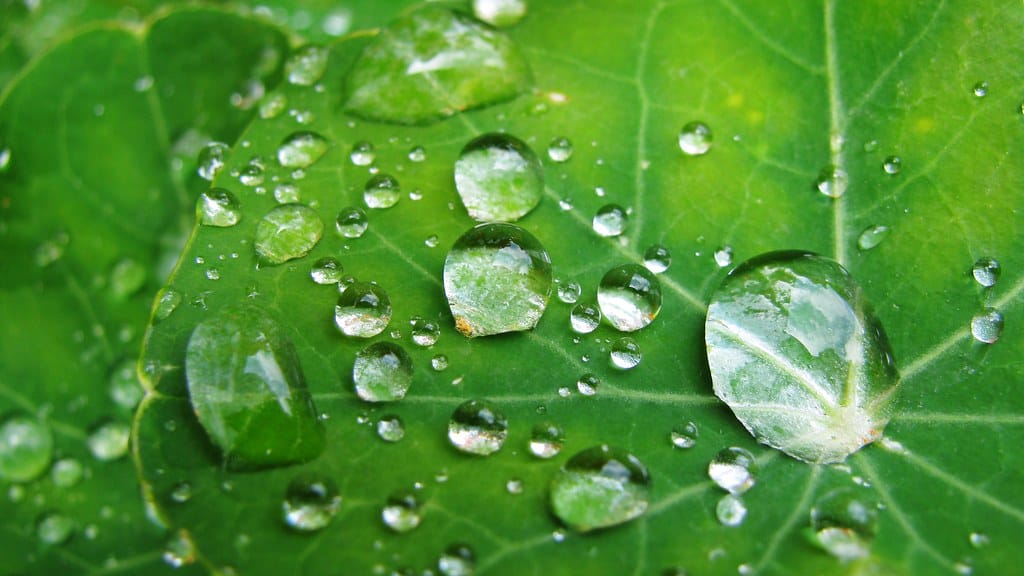 Raindrops