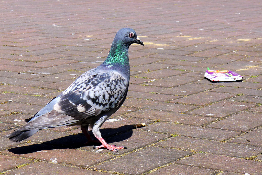 Pigeon