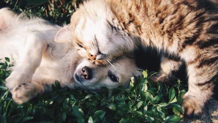 Do Animals Have Emotions? What Science Is Finding