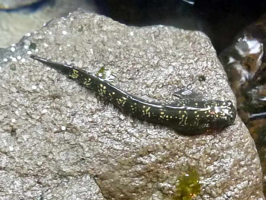 Pacific Leaping Blenny