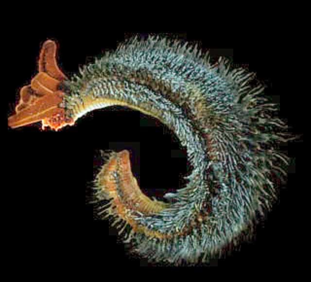 Pompeii Worm