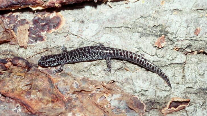 1,200 Rare Salamanders Released to Restore Florida Wetlands