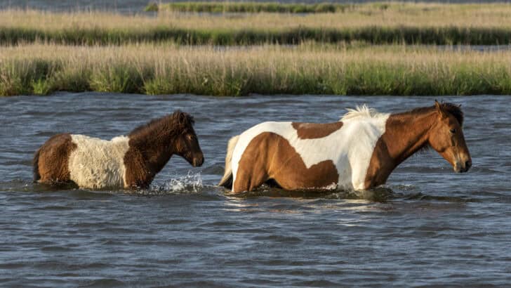 This Small U.S. Island Hosts Hundreds of Feral Horses