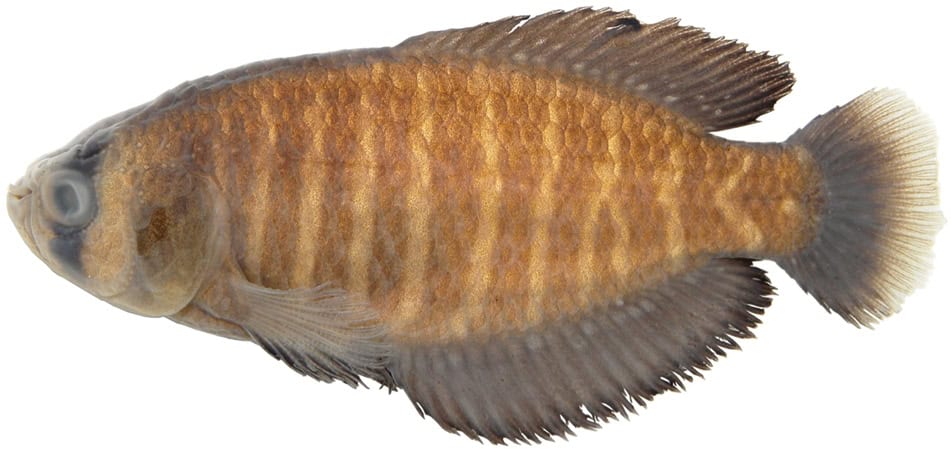 Annual Killifish