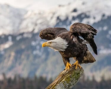 The Truth About How Eagles Survive Harsh Winters