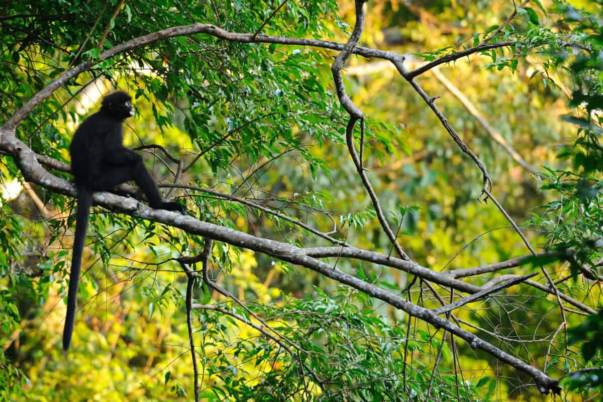 Banded leaf monkey