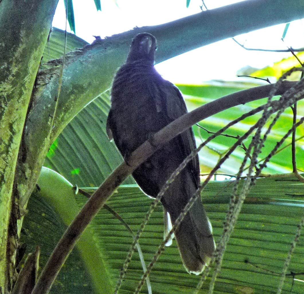 Seychelles Black Parrot