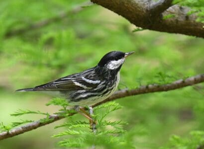 This Tiny Bird’s Migration Covers the Entire Western Hemisphere