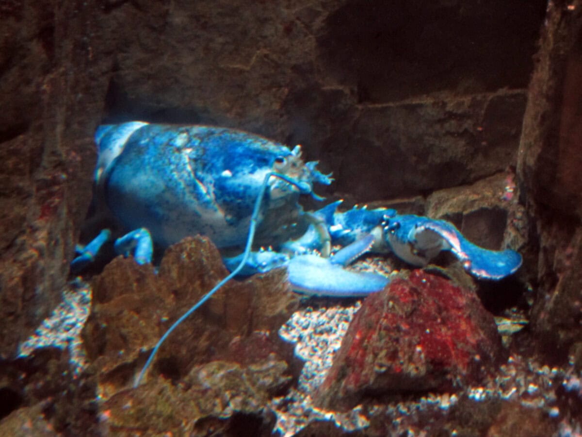 Blue lobster