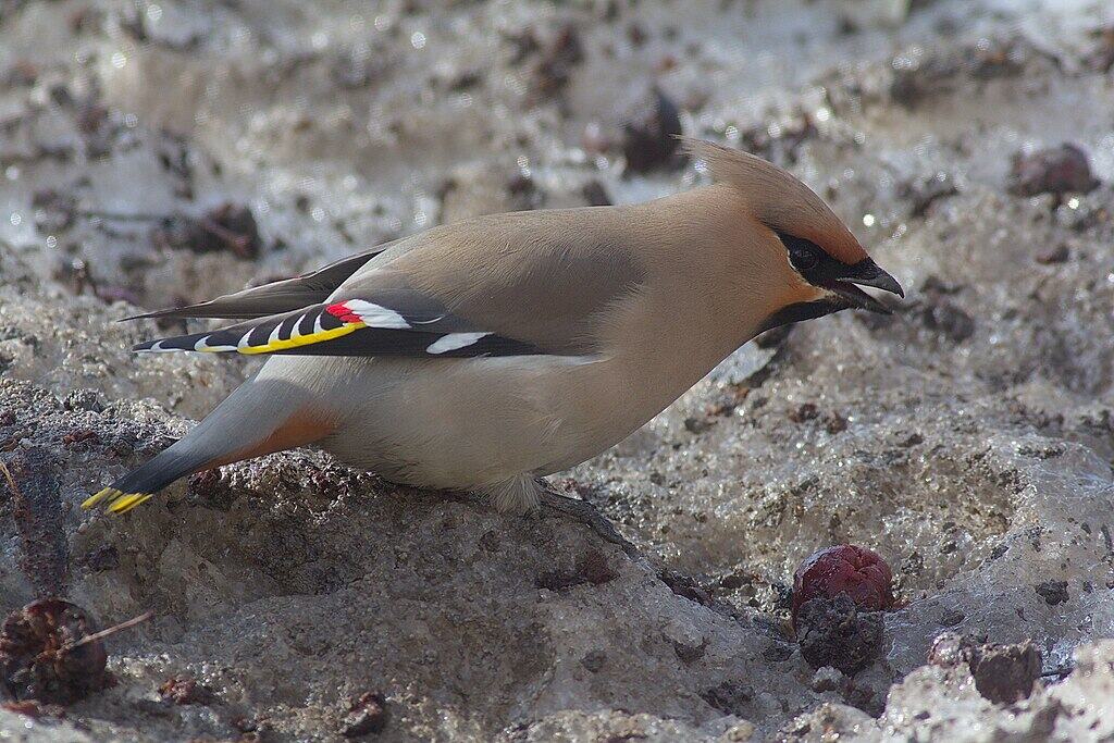 Bohemian Waxwing