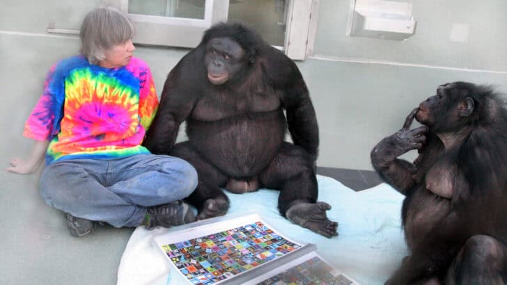 Teaching Animals to Communicate: What We&rsquo;ve Learned