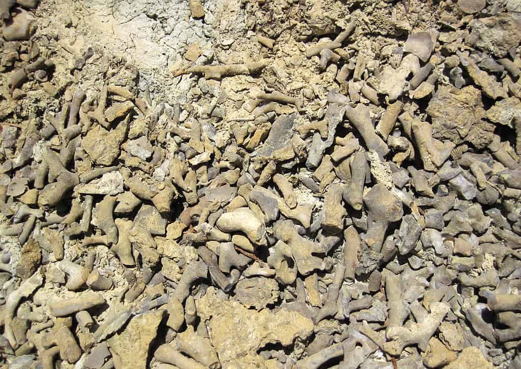 Bryozoan fossils