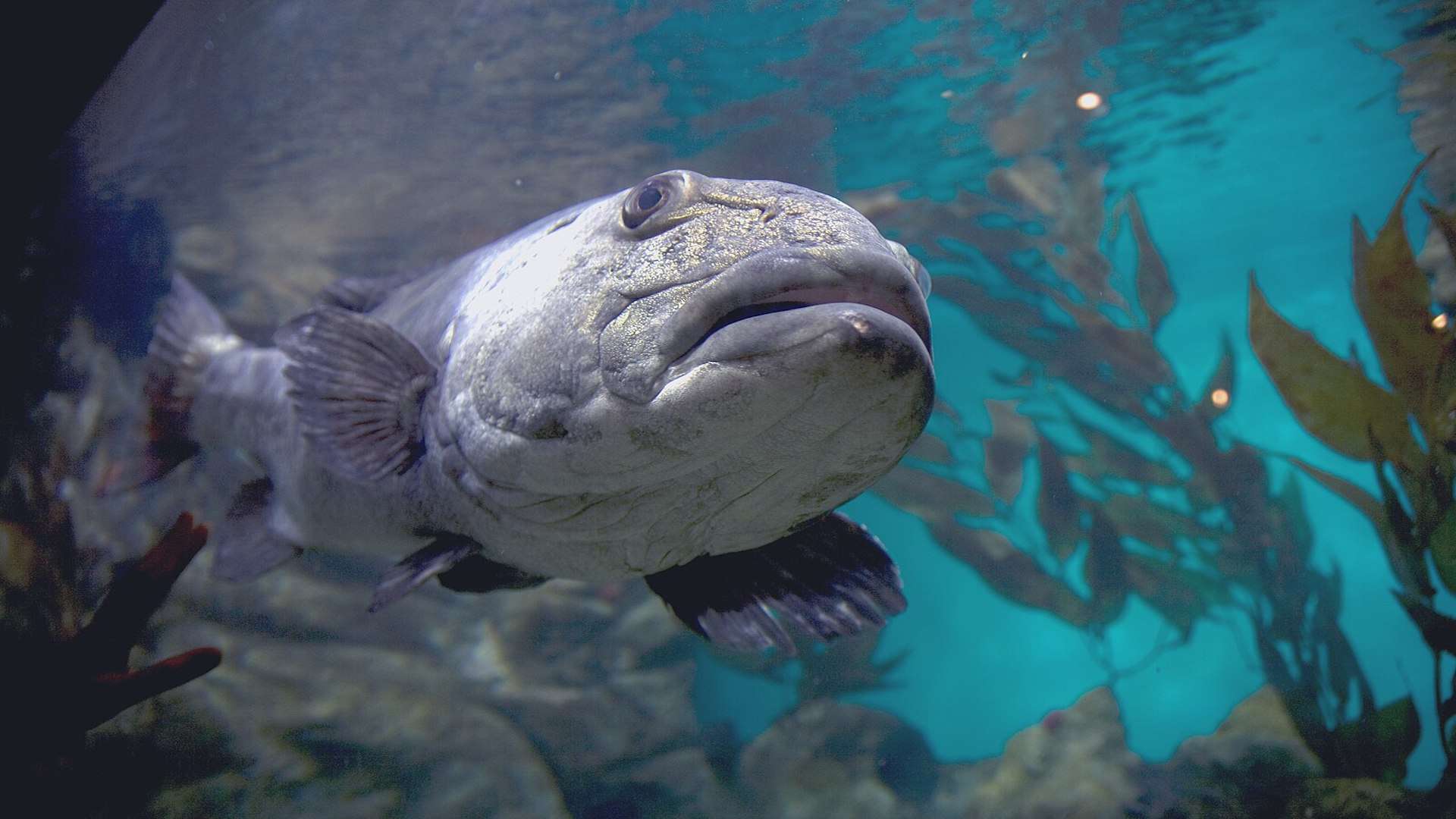Giant Sea Bass.
