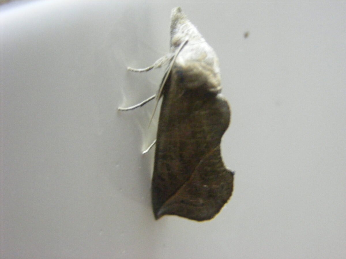 Vampire moth.