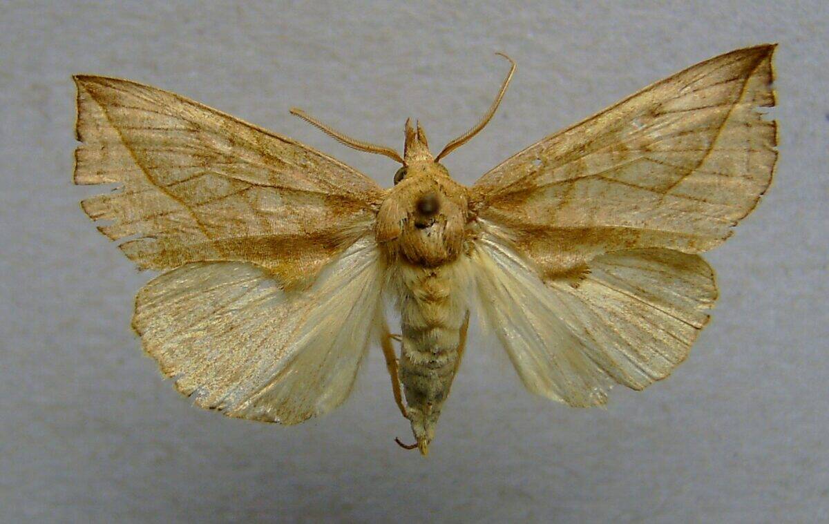 Vampire moth