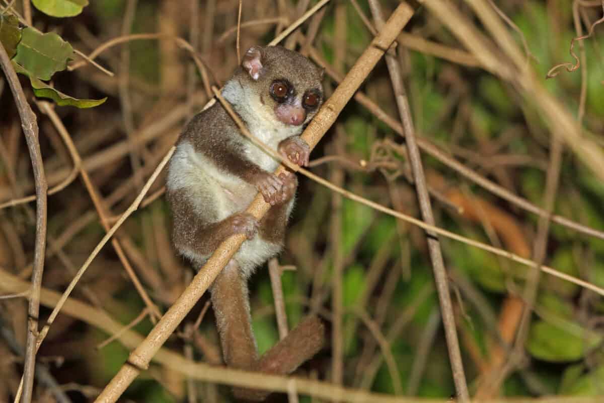 Fat-Tailed Dwarf Lemur
