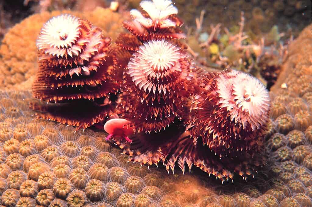 The Christmas tree worm - Spirobranchus giganteus seen here on Elbow Reef. Florida Keys National Marine Sanctuary.