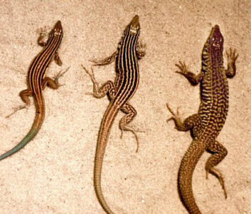 The Animal That Can Clone Itself