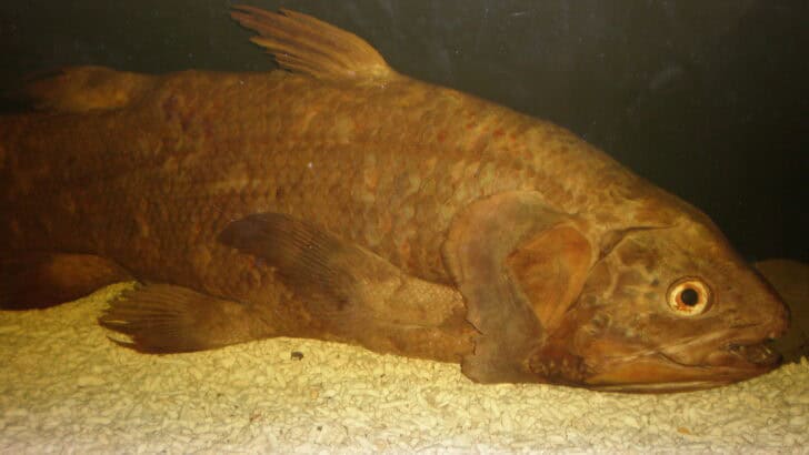 This Fish Hasn’t Evolved in 300M Years