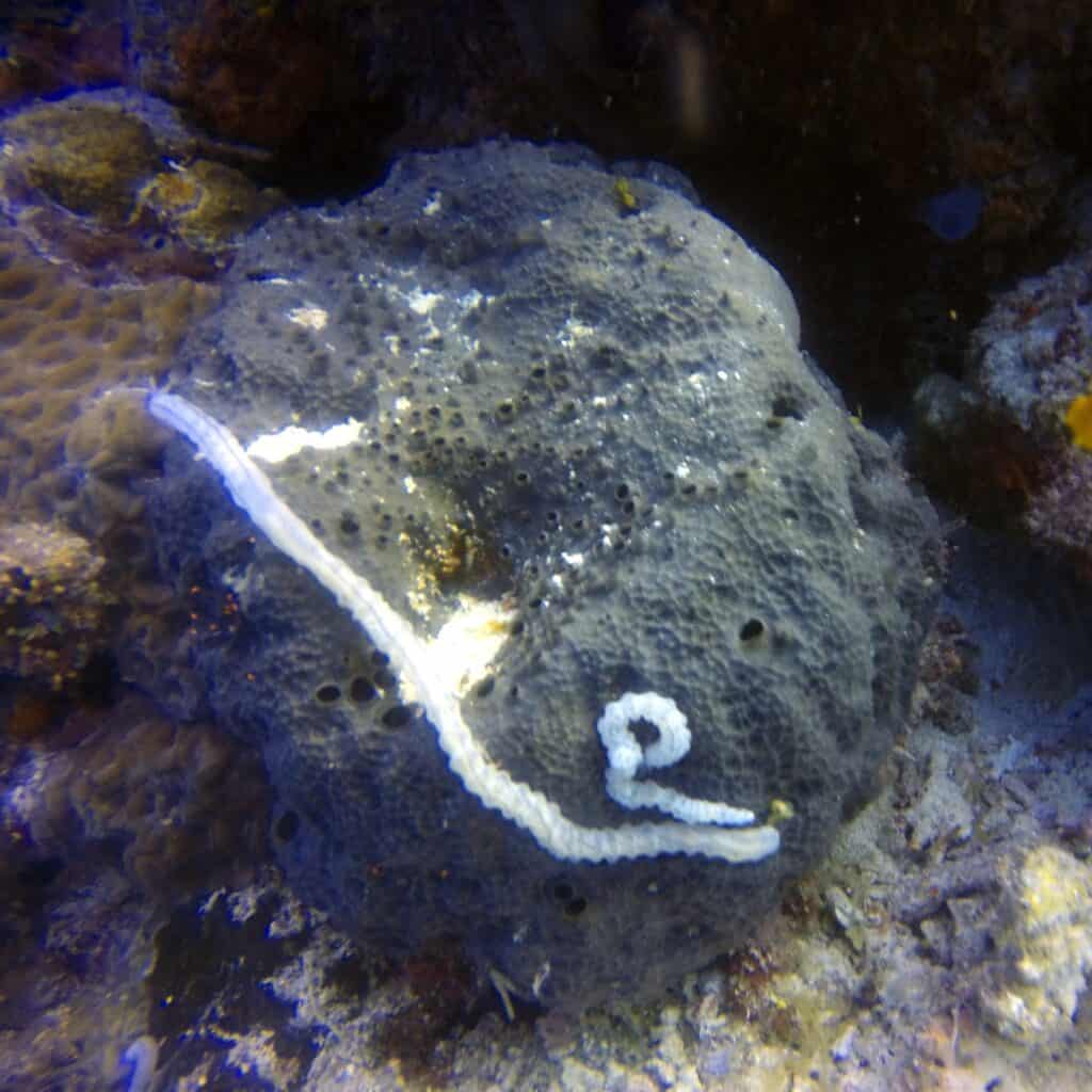 Sea worm