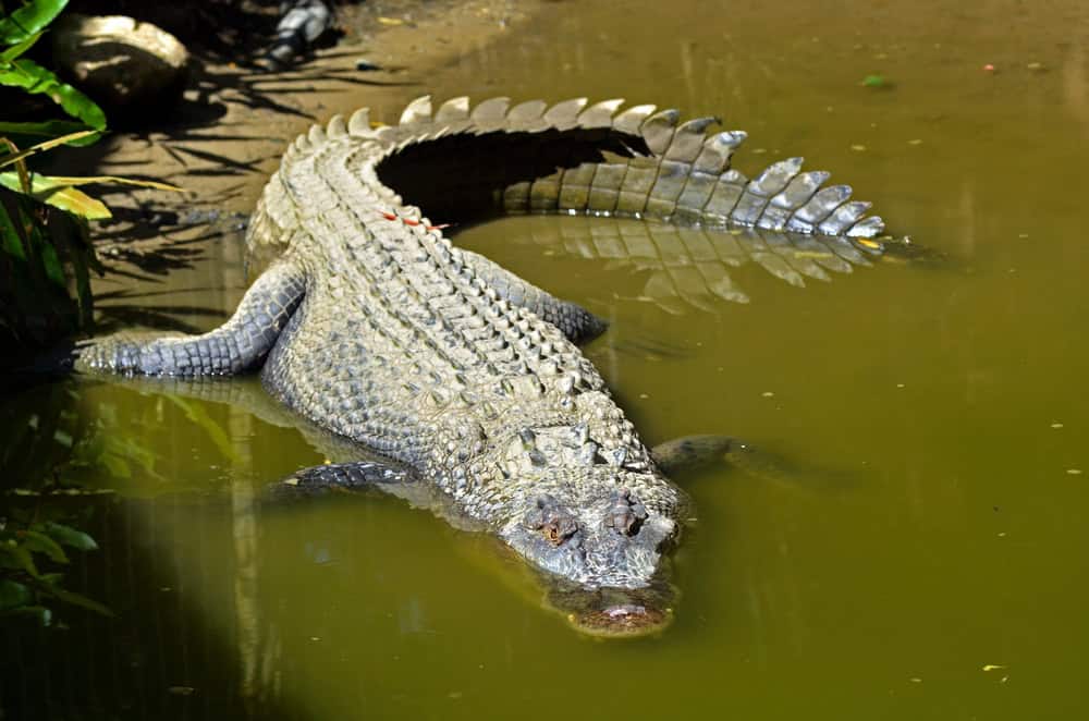 Saltwater crocodile.