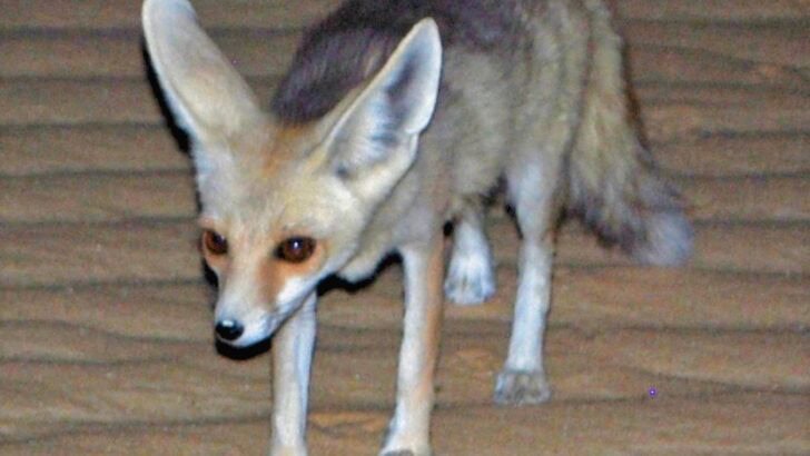 The Fox That Hops Like a Kangaroo