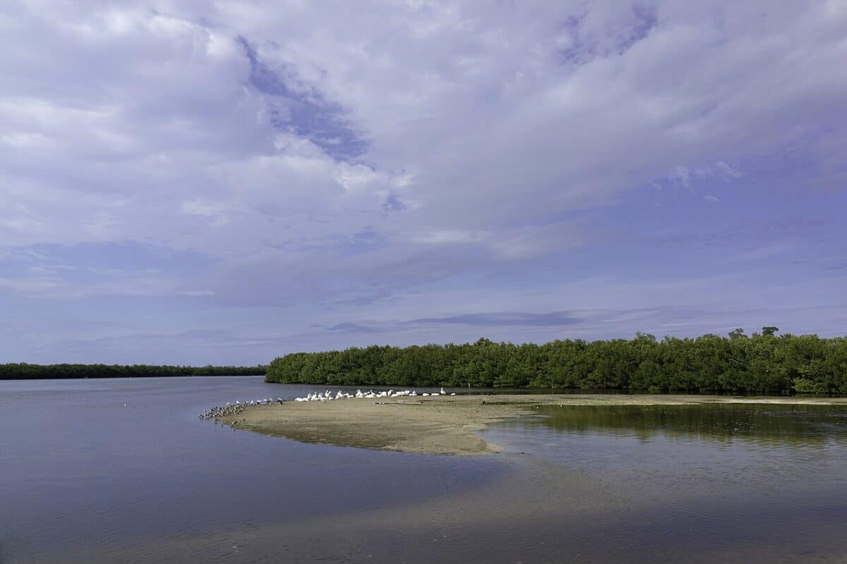 Ding Darling National Wildlife Refuge