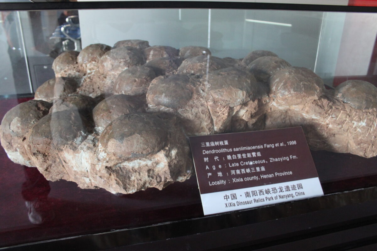 Dinosaur egg nest.