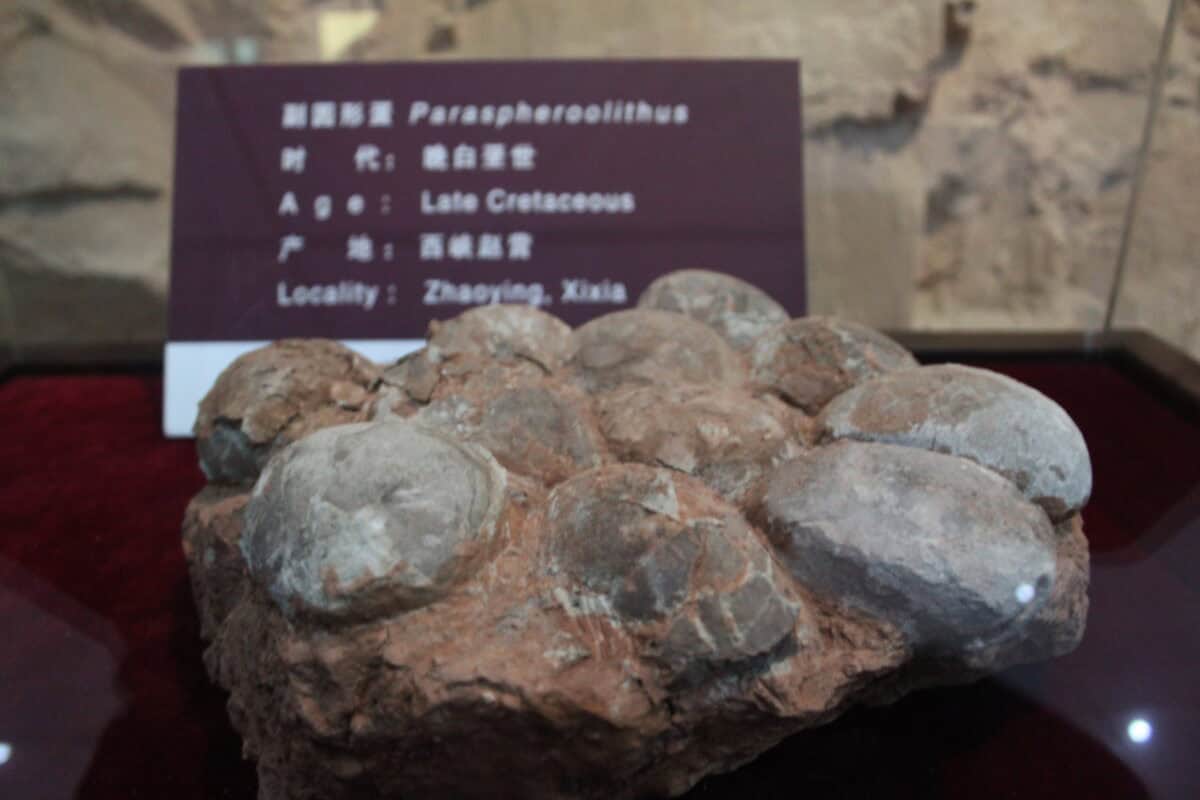 Dinosaur egg nest.