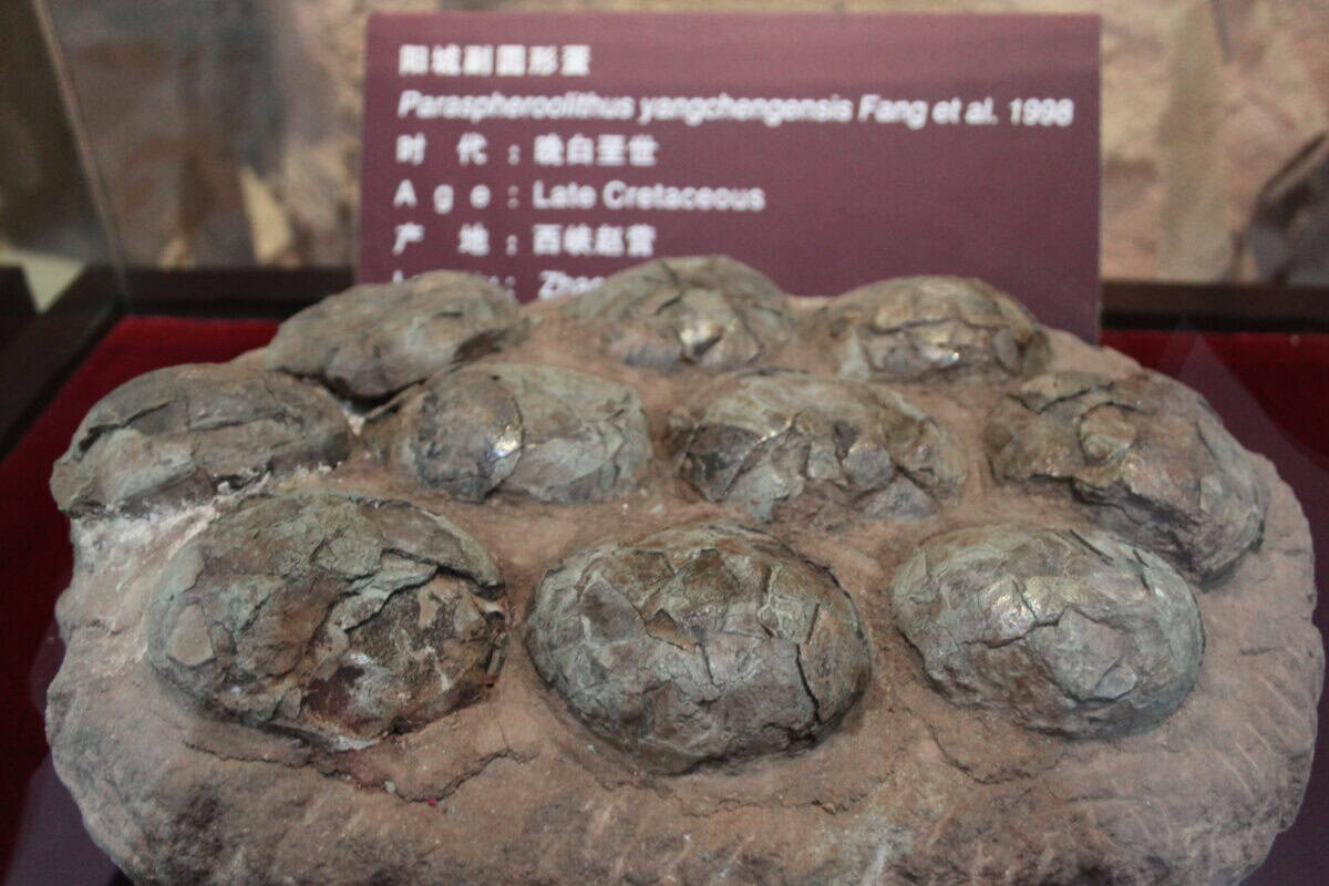 Dinosaur egg nest.