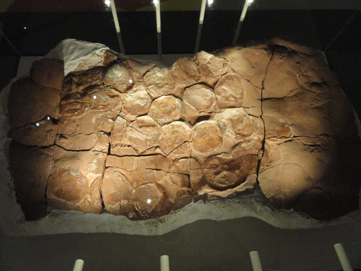 Dinosaur egg nest.