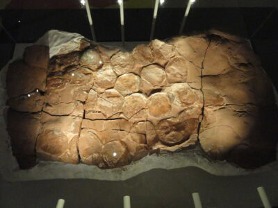 A Fossilized Dino Nest Was Found Intact