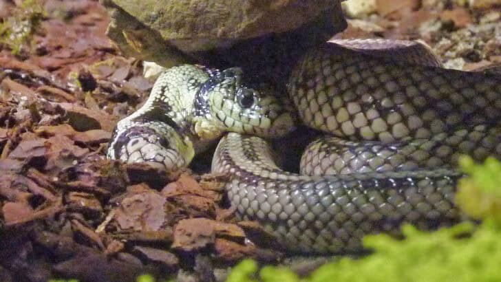 Two-Headed Kingsnake Slithers into Spotlight in Berkeley