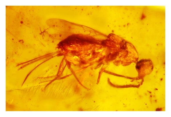 Burmese amber